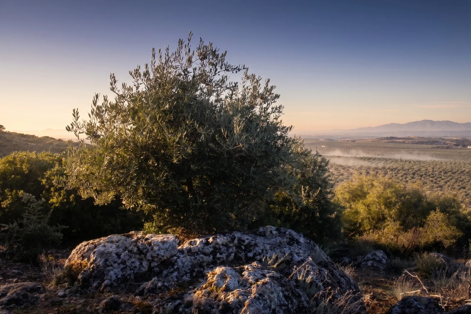 Acebuche silvestre creciendo entre rocas con vistas a Sierra Mágina